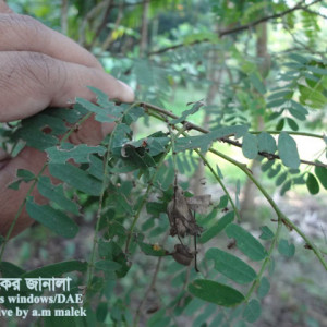 তেঁতুলের পাতা মোড়ানো পোকা